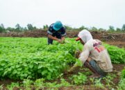 Farm Estate Tanjung Ular PT Timah Tbk Manfaatkan Lahan Untuk Dukung Asta Cita