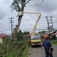 Cegah Kecelakaan, PT Timah Dan PLN Lakukan Penebangan Pohon Beresiko Di Kawasan Mentok Bangka Barat