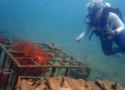 Menjaga Ekosistem Pesisir, PT Timah Tenggelamkan Ribuan Artificial Reef dalam Lima Tahun Terakhir