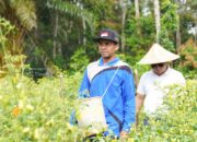 Di Dukung PT Timah, Gapoktan Sunar Baru Bangka Selatan Andalkan Budidaya Cabai Untuk Kesejahteraan Petani