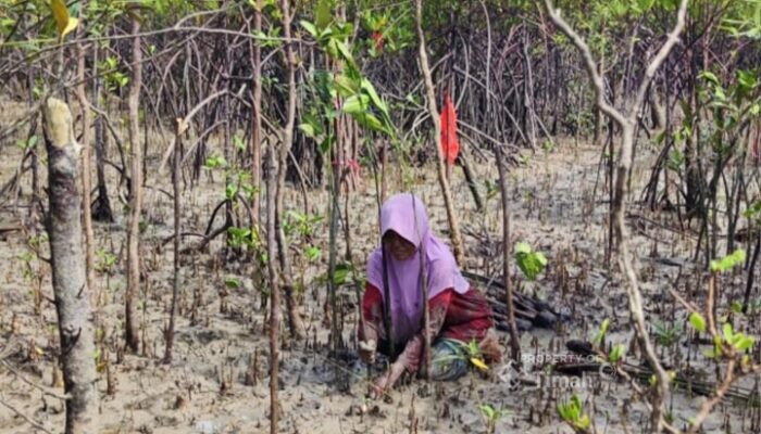 Kolaborasi Jaga Ekosistem Pesisir Bersama Masyarakat, PT Timah Tanam 12 Ribu Bibit Mangrove Di Kundur